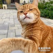 網友家的貓非要找蜜蜂干架，結果被蜇后，好像變得更拽了！