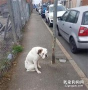 被拴在電線桿棄養一小時后，它露出了世上最落寞的表情...