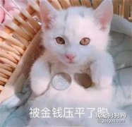 接住，大波貓咪表情包襲來...