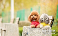泰迪毛發為什么會變色？如何改善泰迪毛色？