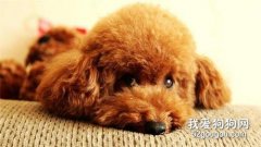 狗狗嘔吐只是因為吃得太飽？