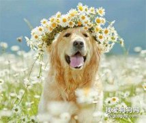 養狗一定要選金毛犬，理由很簡單，就6點！