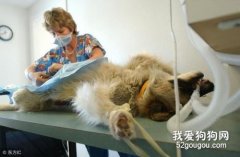 養寵知識：狗狗絕育的優勢與缺點？