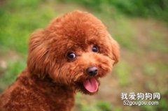 泰迪犬適宜配種時間和注意事項