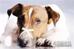 為什么狗狗總發出“咔咔”聲