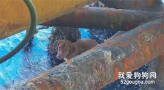 小狗漂流外海220公里，鉆油平臺工人救起稱：這是個奇跡！