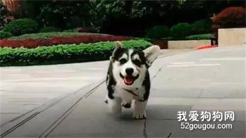 網友在公園偶遇一只哈士奇，結果看清它的模樣后，笑瘋了