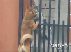 二哈每天準時去門口，主人覺得奇怪，下一秒捂著眼睛撒腿就跑！