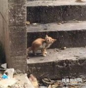 網友撿了只小流浪貓，但養一年后就后悔了...