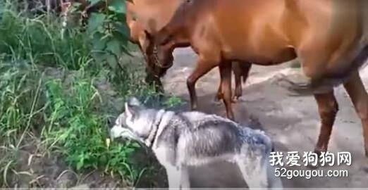 路邊兩只馬在吃草，二哈見了，竟屁顛屁顛的上前一起吃....