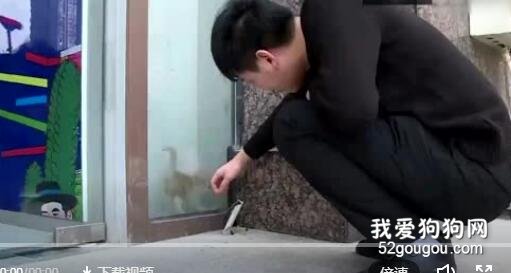 小奶貓被困玻璃夾層三天，暖男最后將它救出，最后的表情亮了...