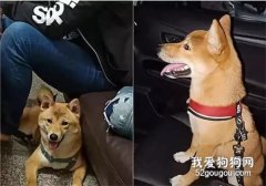 狗子長得像極了杏鮑菇，但背后確是一把辛酸淚