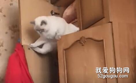 如果沒有了貓，我們不知道要少多少樂趣！