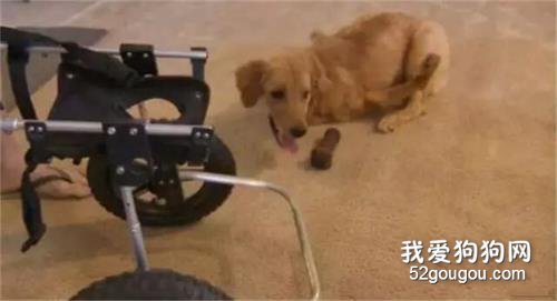 如果有一只畸形狗狗，你愿意照顧它一輩子嗎？