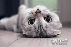 主人長時間不在家如何安頓貓咪?