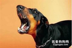 狗狗為什么一直叫？這5點，可能就是原因！