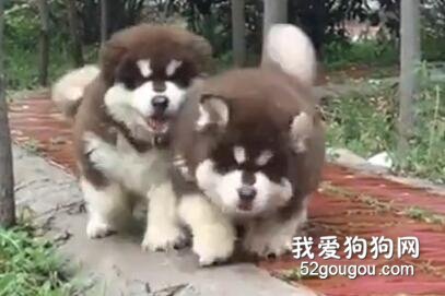 阿拉斯加翻車合集，沒想到你們小時候竟然這么憨！