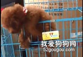 小泰迪有一顆追逐自由的心，越獄永不言棄