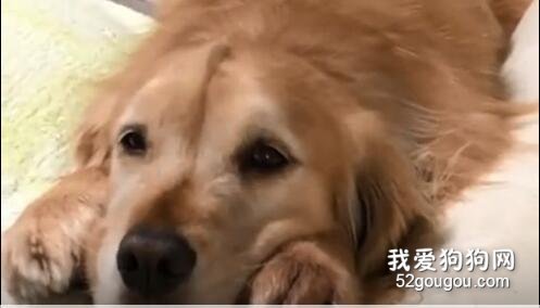 不瞞你說，其實金毛都是愛撒嬌的小嗲精！