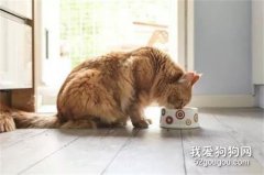 愛貓鏟屎官必知的8點喂貓心得
