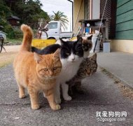 這4只貓在街頭的霸氣合影，被網友擬人化后更霸氣了，感受下！