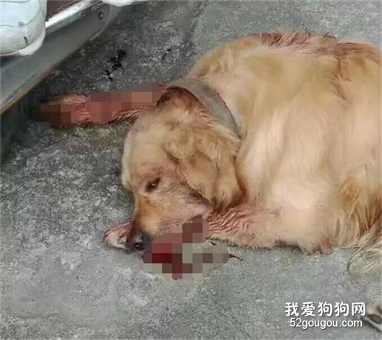 金毛誤入校園被虐殺，學校領導：誰敢散播就開除誰！