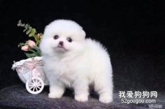辨別小博美是否純種技巧