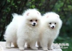 博美幼犬飼養方法