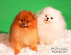 如何訓練博美犬大小便?