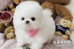 博美犬智商 博美犬性格大揭秘