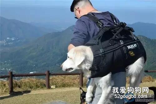 沒人要的大金毛，他一養就是十幾年！