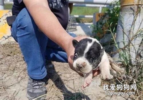 狗媽媽高速路上瘋狂攔車：求求你，救救我的孩子！