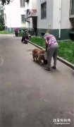 13歲的金毛沒走兩步就累癱在地，接著被主人暖心舉動惹哭！
