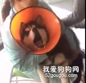 網友帶二哈去打針，結果這叫聲...哈哈哈，笑死了！