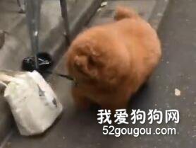 網友路邊偶遇泰迪，說它太胖了，結果...
