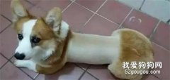10大剃毛最丑的狗子，快看看你家寶貝上榜沒...