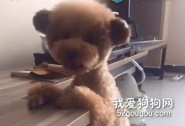 聰明泰迪羞羞的一面~頭低下，不許偷看~