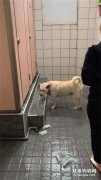 狗子在女廁排隊，它全程害羞的低著頭，網友笑噴：你也來上廁所啊！