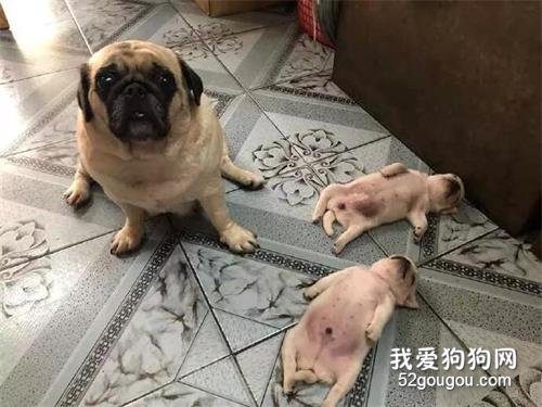 巴哥生了兩個寶寶，只是這倆娃的睡姿，把老母親愁得不行...