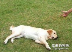 訓練狗狗保持躺下的7個步驟