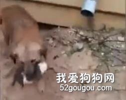 小狗崽掉入泥潭，路過的狗狗二話不說鉆進去把狗崽救了出來...