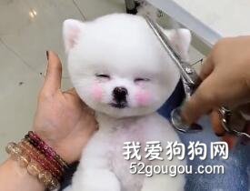 滿屏都是狗狗的微笑，你被甜到了嗎？