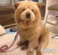 松獅剪毛之后...主人，你的良心不會痛么...