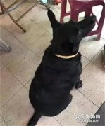 流浪狗被小吃店收留，可幾個月后它卻有了新的“煩惱”