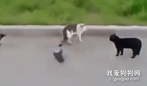 兩只貓在打架，旁邊竟然還有兩只鳥在加油助威...你們...