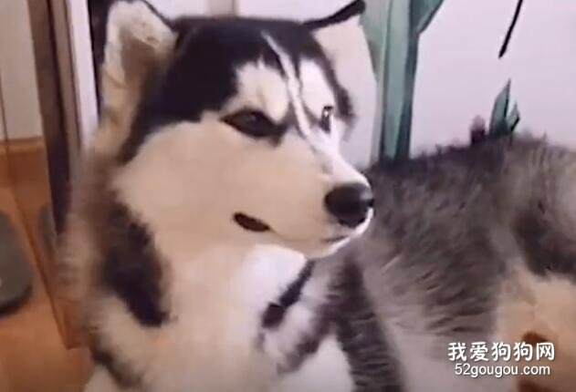 二哈在一旁哭泣，主人問其咋了，它說上火！看到苦瓜它樂了
