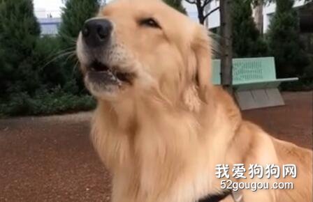 金毛嚷嚷的功力完全不輸二哈，太蠢萌啦！