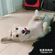 偷摸著養狗，被明令禁止的房東發現了……