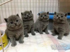 千萬注意這5類貓咪，再便宜也不能買。