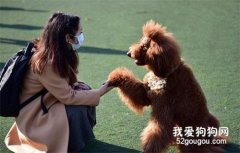 盤點“最粘人”的6種狗狗